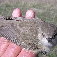 Garden Warbler